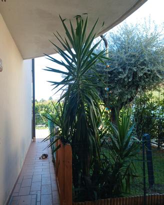 Pianta Jucca