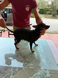 Pinscher Nano Femmina