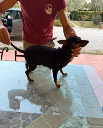 Pinscher Nano Femmina