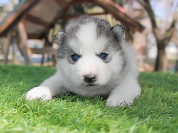 Siberian husky maschio bianco e grigio