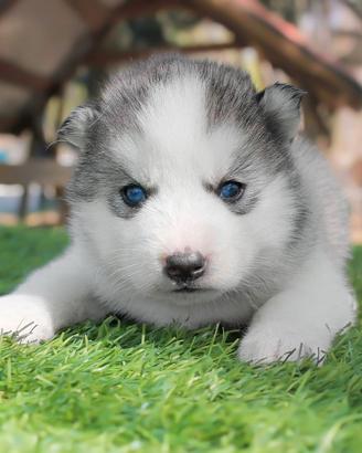 Siberian husky maschio bianco e grigio