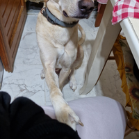 Meticcio labrador dolcissimo di 3 anni