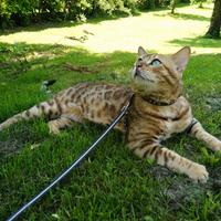 Gatto Bengala maschio disponibile per monte