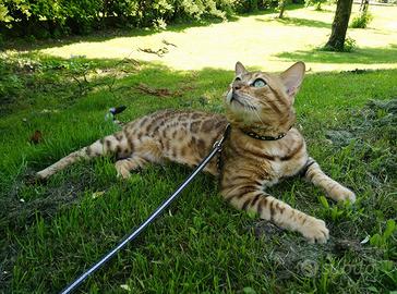 Gatto Bengala maschio disponibile per monte