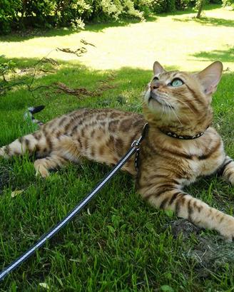 Gatto Bengala maschio disponibile per monte