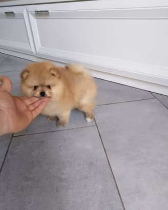 Cuccioli di spitz pomerania taglia mini toy