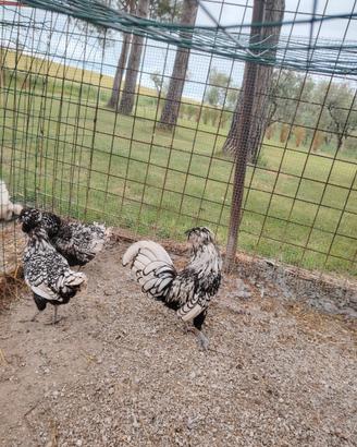 Galline ornamentali