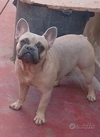 Bulldog francese