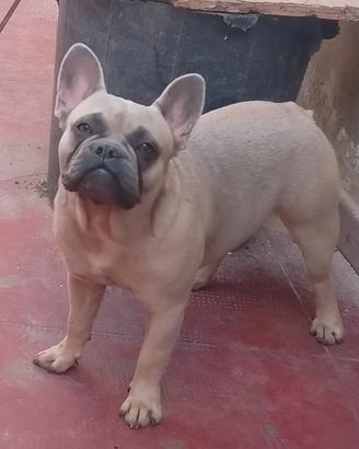 Bulldog francese