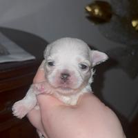 Maltese nano femmina