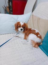 Cavalier king