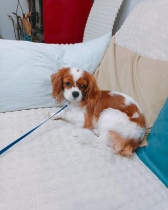 Cavalier king
