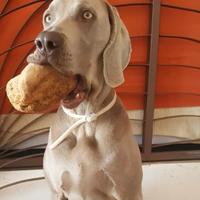 Bracco weimaraner maschio