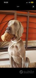 Bracco weimaraner maschio