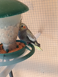 Calopsite selvatiche