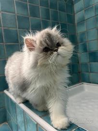 Gatto Persiano per ACCOPPIAMENTO