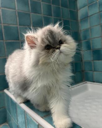 Gatto Persiano per ACCOPPIAMENTO