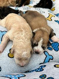 Cuccioli di futuri Guardiani