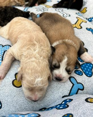 Cuccioli di futuri Guardiani