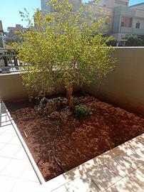 Studio medico arredato si fitta a Monopoli