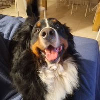 Bovaro del bernese maschio