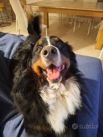 Bovaro del bernese maschio