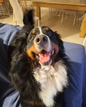 Bovaro del bernese maschio