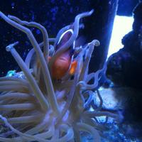 Invertebrati coralli acquario marino in blocco