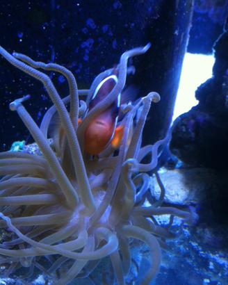 Invertebrati coralli acquario marino in blocco