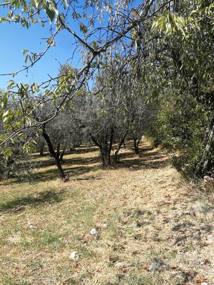Oliveto - Vista 2