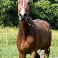 Vendita cavallo castrone kwpn 9 anni