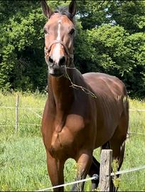 Vendita cavallo castrone kwpn 9 anni