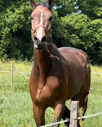 Vendita cavallo castrone kwpn 9 anni