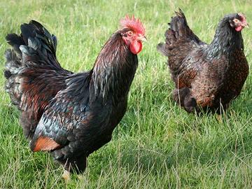 Galli galline barnevelder bruno orlo nero