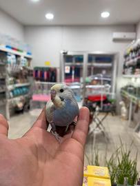 Cocorite allevato a mano