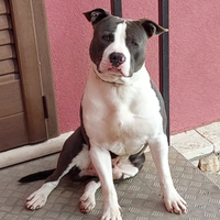 Amstaff blue per monta