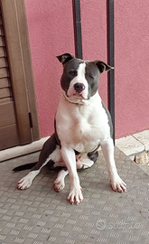 Amstaff blue per monta