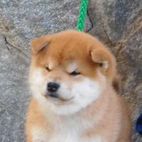 Fantastici Cuccioli Shiba Inu allevamento ENCI