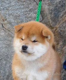 Fantastici Cuccioli Shiba Inu allevamento ENCI