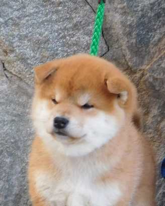 Fantastici Cuccioli Shiba Inu allevamento ENCI