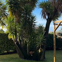 Yucca Elephantipes XXL tronchetto della felicità