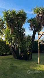 Yucca Elephantipes XXL tronchetto della felicità