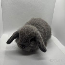 Cuccioli coniglio ariete Minilop