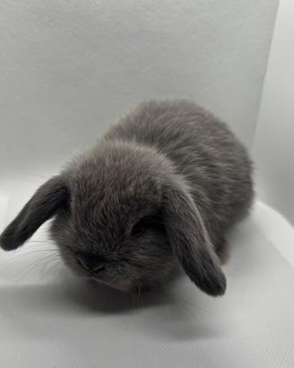 Cuccioli coniglio ariete Minilop