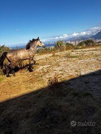 Puledro andaluso