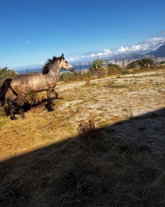Puledro andaluso