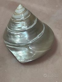 Conchiglia levigata