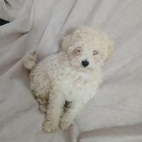 Cucciolo di barboncino