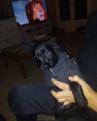 Cucciolo di cocker