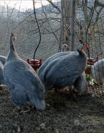 Galline faraone azzurre